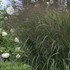 Prairie Winds™ 'Apache Rose' - Switch Grass