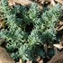 'Blue Spruce' Stonecrop