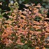 'Mango Tango'  Hyssop