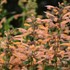 'Mango Tango'  Hyssop