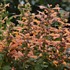 'Mango Tango'  Hyssop