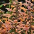 'Mango Tango'  Hyssop