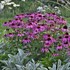 'Purple Emperor'  Coneflower