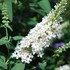 Buzz 'Ivory White' Butterflybush