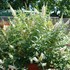 Buzz 'Ivory White' Butterflybush