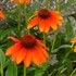 Sombrero® 'Flamenco Orange' Coneflower