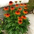 Sombrero® 'Flamenco Orange' Coneflower
