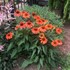 Sombrero® 'Flamenco Orange' Coneflower
