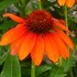 Sombrero® 'Flamenco Orange' Coneflower