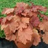 Mega Caramel® Coral Bells