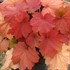 Mega Caramel® Coral Bells