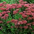 'Autumn Joy' Stonecrop