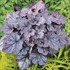 'Grape Expectations'  Coral Bells