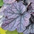 'Grape Expectations'  Coral Bells