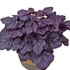 'Grape Expectations'  Coral Bells