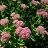 'Autumn Joy' Stonecrop