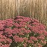 'Autumn Joy' Stonecrop