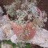 'Tricolor' Stonecrop