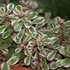 'Tricolor' Stonecrop
