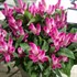 Celosia Intenz Classic