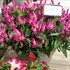 Celosia Intenz Classic