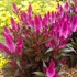 Celosia Intenz Classic