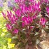 Celosia Intenz Classic