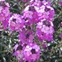 'Bowles Mauve' Wallflower