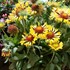 Blanket Flower, 'Fanfare™ Citronella'