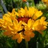 Blanket Flower, 'Fanfare™ Citronella'