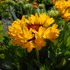 Blanket Flower, 'Fanfare™ Citronella'