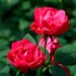 Oso Easy® Double Red Landscape Roses x