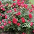 Oso Easy® Double Red Landscape Roses x