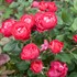 Oso Easy® Double Red Landscape Roses x