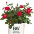 Oso Easy® Double Red Landscape Roses x