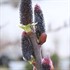 Black Cat® Pussywillow 