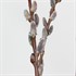 Black Cat® Pussywillow 
