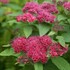 Double Play® Red Spirea