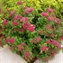Double Play® Red Spirea