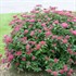 Double Play® Red Spirea