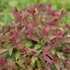 Double Play® Red Spirea