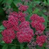 Double Play® Red Spirea
