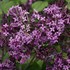 Bloomerang® Dark Purple Lilac