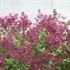 Bloomerang® Dark Purple Lilac