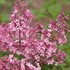 Bloomerang® 'Dwarf Pink' Reblooming Lilac