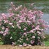 Bloomerang® 'Dwarf Pink' Reblooming Lilac