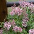 Bloomerang® 'Dwarf Pink' Reblooming Lilac