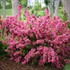 Sonic Bloom® Pink Reblooming Weigela
