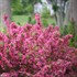 Sonic Bloom® Pink Reblooming Weigela