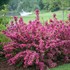 Sonic Bloom® Pink Reblooming Weigela